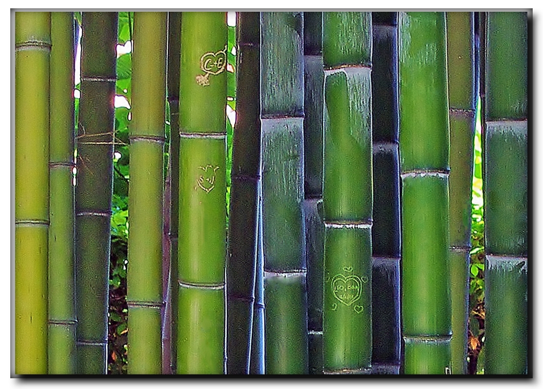 cuore di bambù....