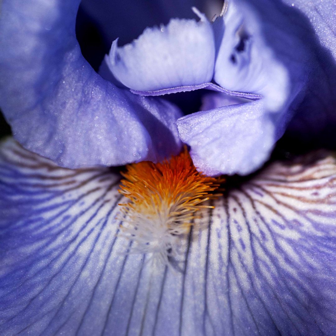 Cuore di iris