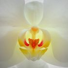 cuore di orchidea