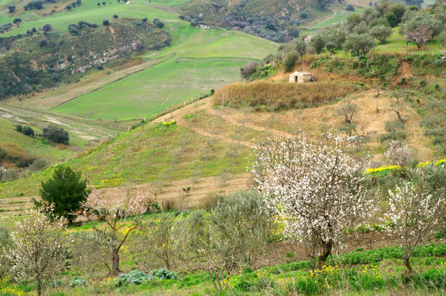 Cuore di Sicilia 3