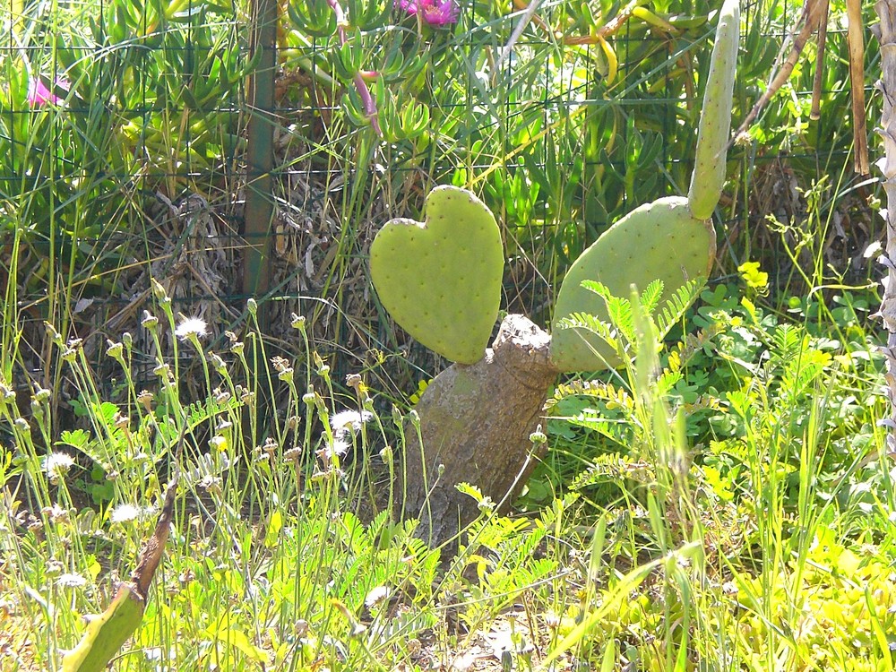 Cuore di Sicilia