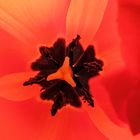 Cuore di tulipano