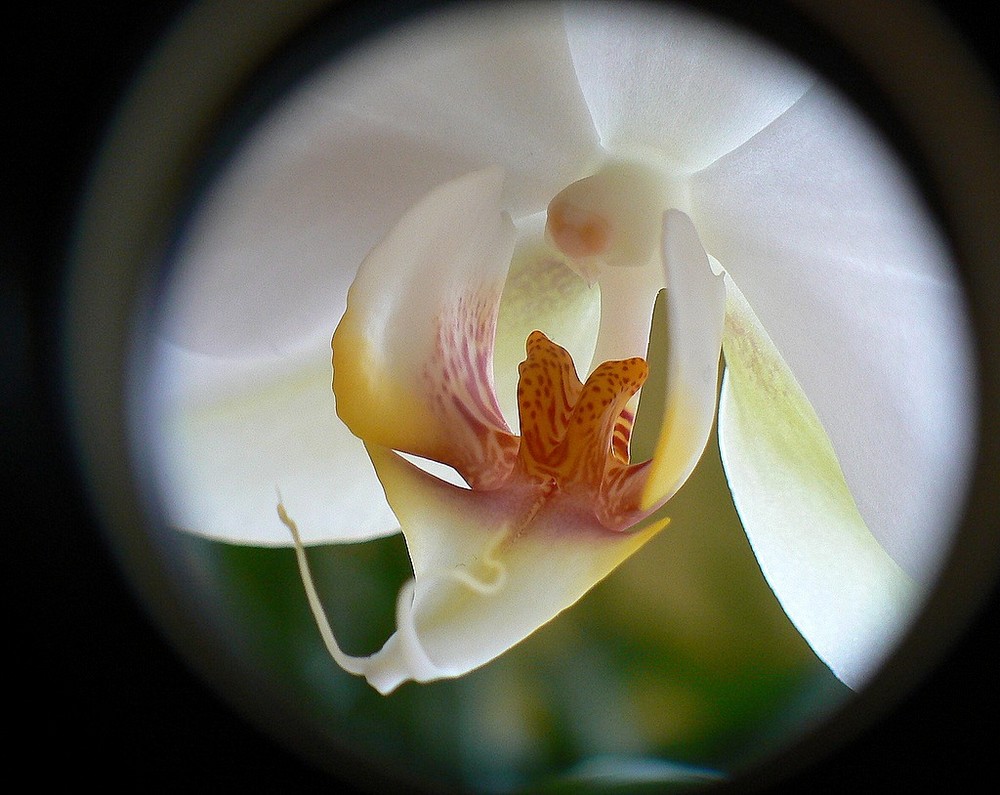 Cuore d´orchidea.