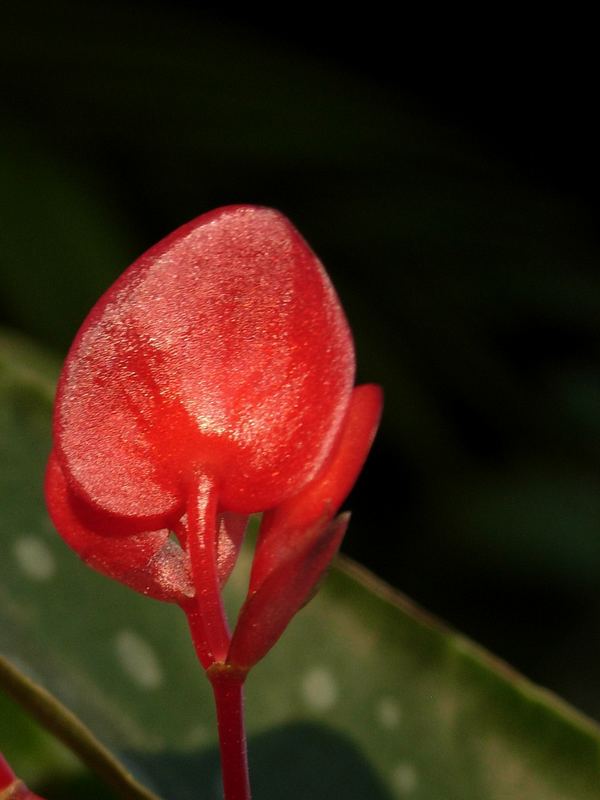 Cuore solitario