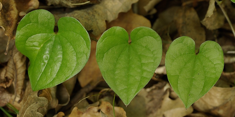 Cuori di bosco di Antonio Trentin 