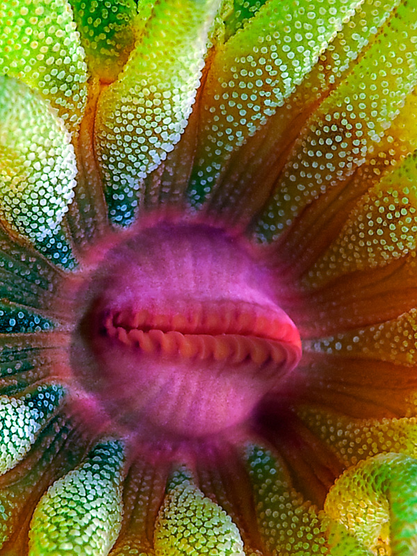 Cup Coral Portrait