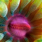 Cup Coral Portrait