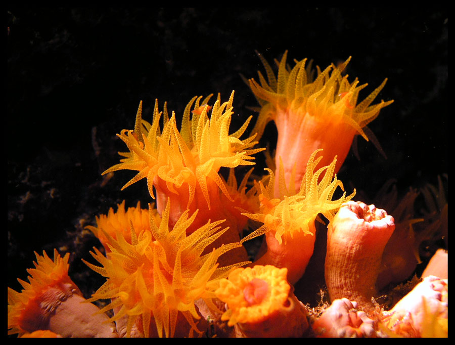 Cup Corals