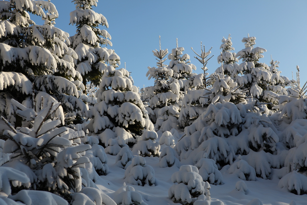 Cup Tannenbaum