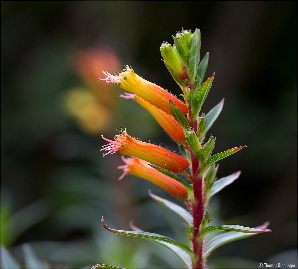 Cuphea micropetala