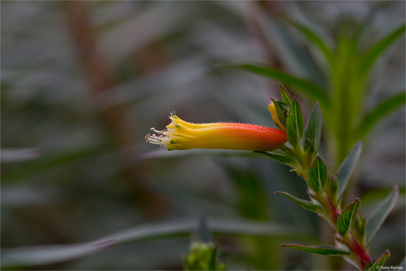 Cuphea micropetala....