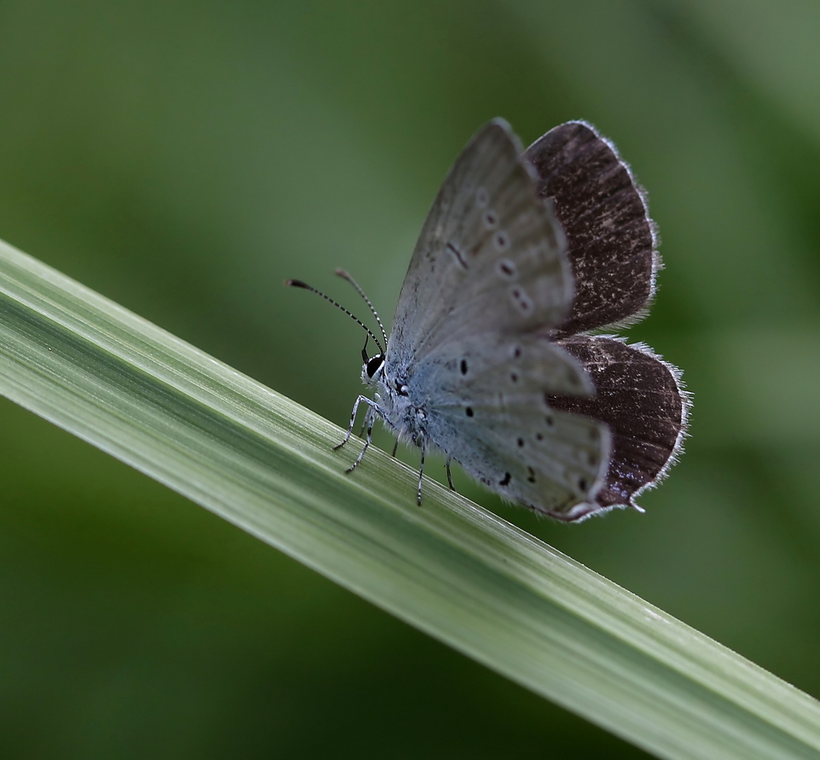 Cupido alcetas female 