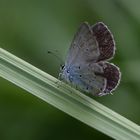 Cupido alcetas female 