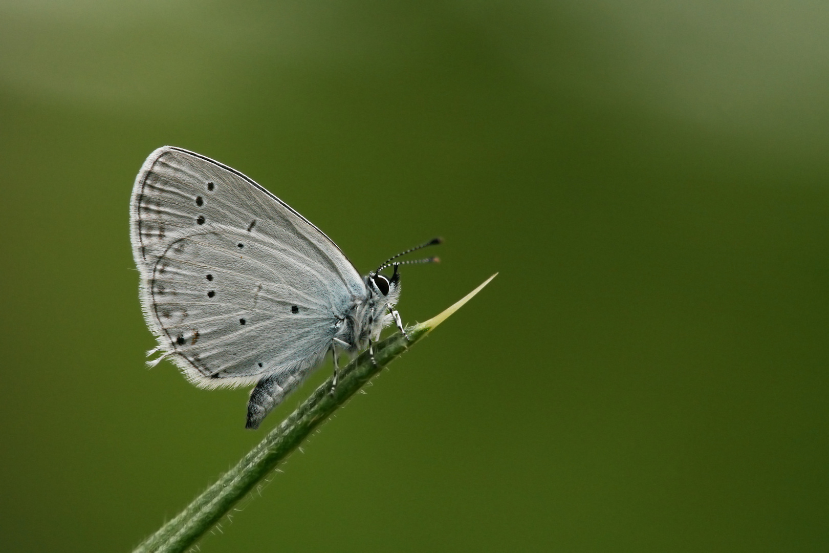 Cupido decolaratus » Eastern Short-tailed Blue