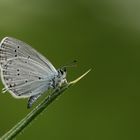 Cupido decolaratus » Eastern Short-tailed Blue