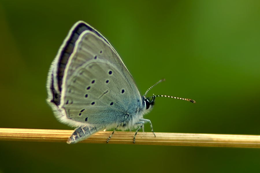 Cupido / Everes Decolorata