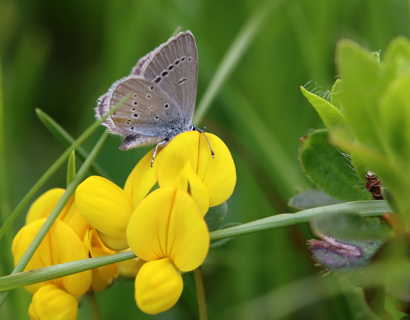 Cupido Minimus