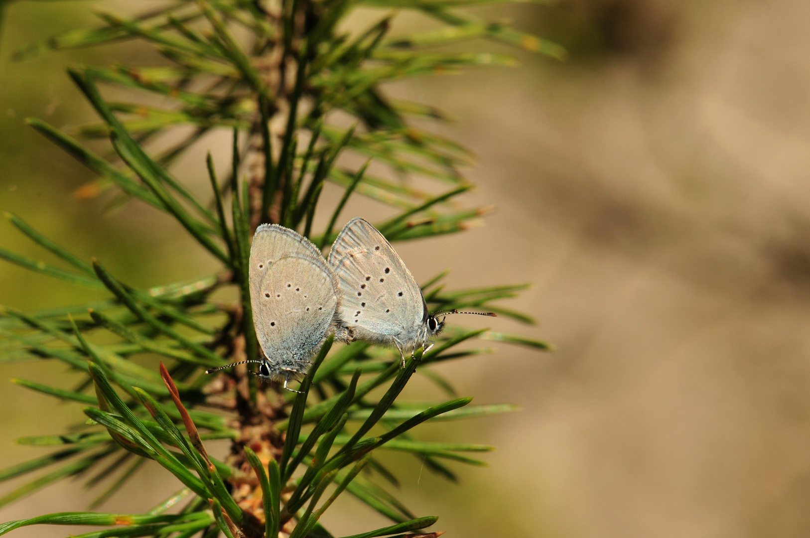 Cupido minimus