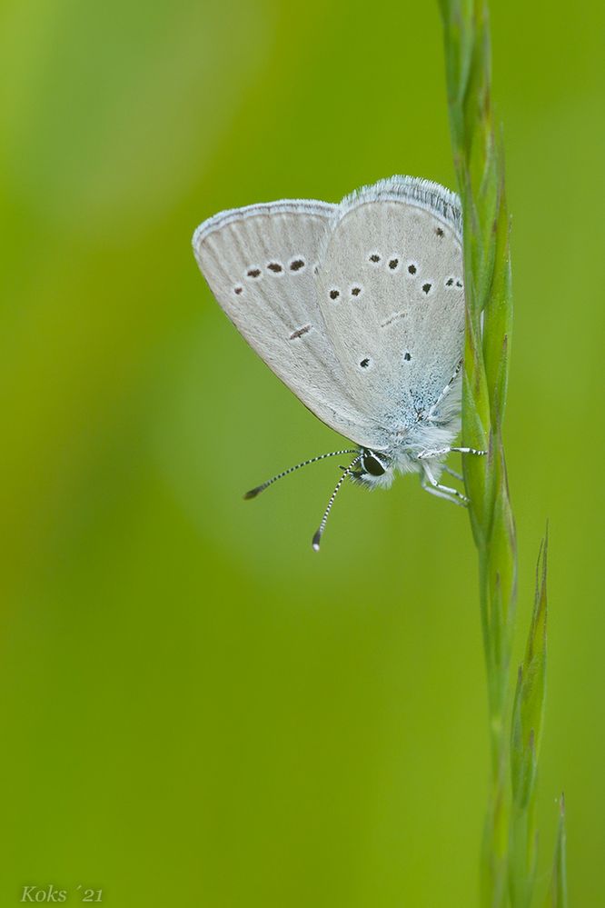 Cupido minimus