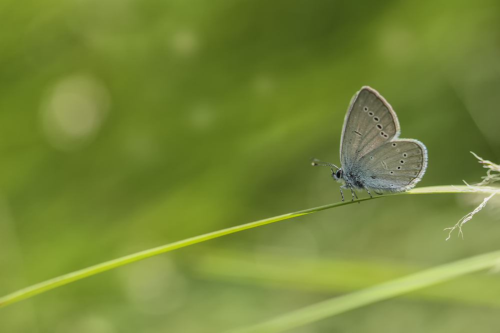 Cupido minimus