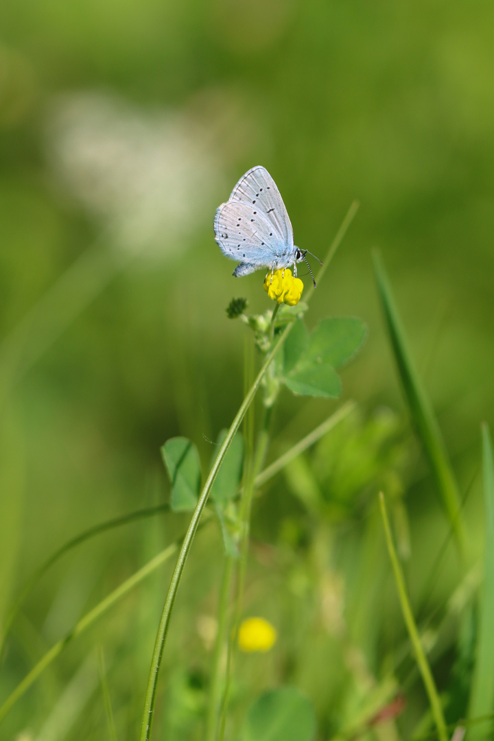 Cupido minimus