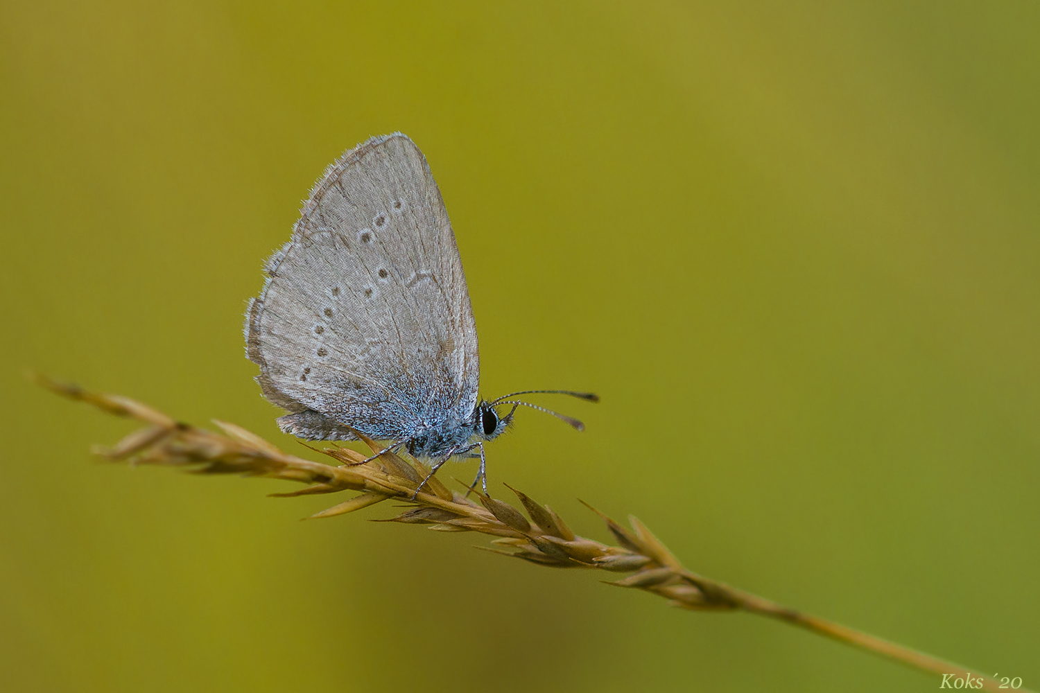 Cupido minimus in diagonali