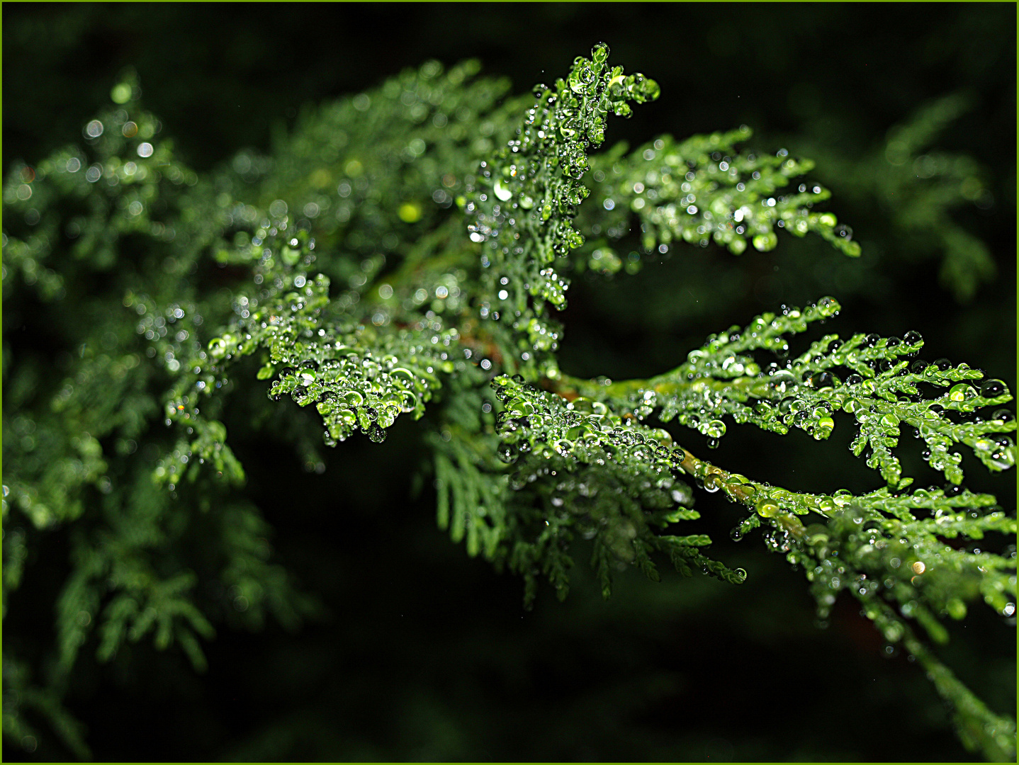 Cupressus leylandii sous la pluie