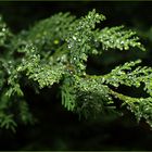 Cupressus leylandii sous la pluie