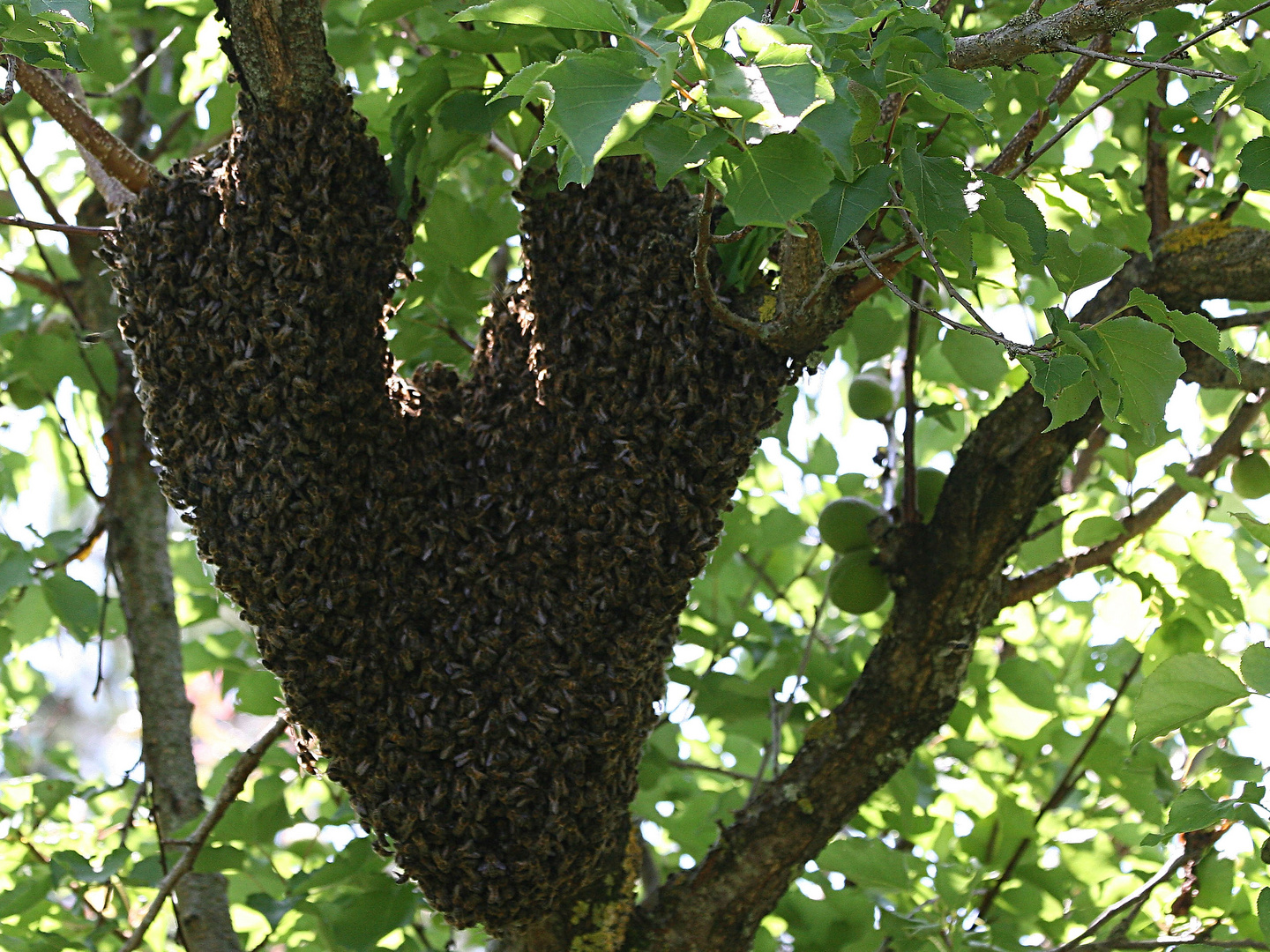 Cœur d' abeilles