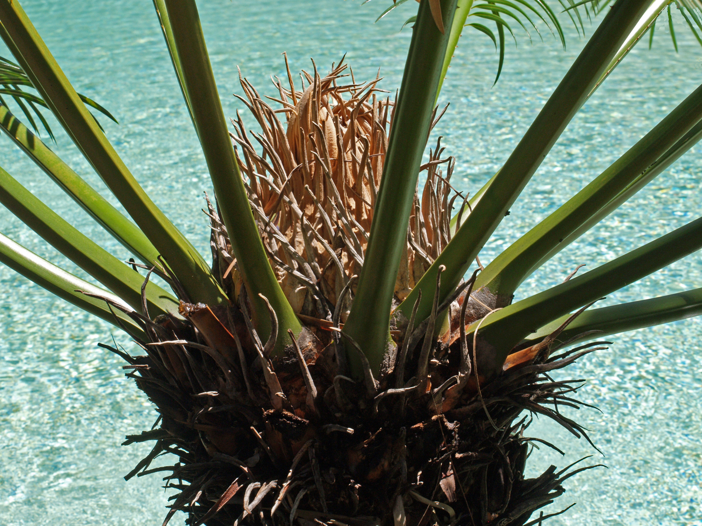 Cœur de cyca après floraison  -- Cycas revoluta  --  Herzen eines Palmfarns nach der Blüte