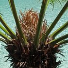 Cœur de cyca après floraison  -- Cycas revoluta  --  Herzen eines Palmfarns nach der Blüte