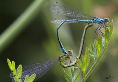 Cœur de Demoiselles