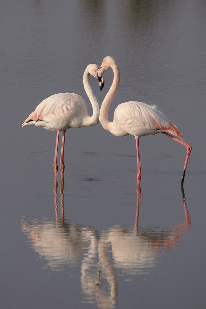 Cœur de flamants roses