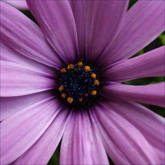 Cœur de marguerite mauve du Cap (ou d'Afrique) - Herz von einem malvenfarbigen Kapkörbchen