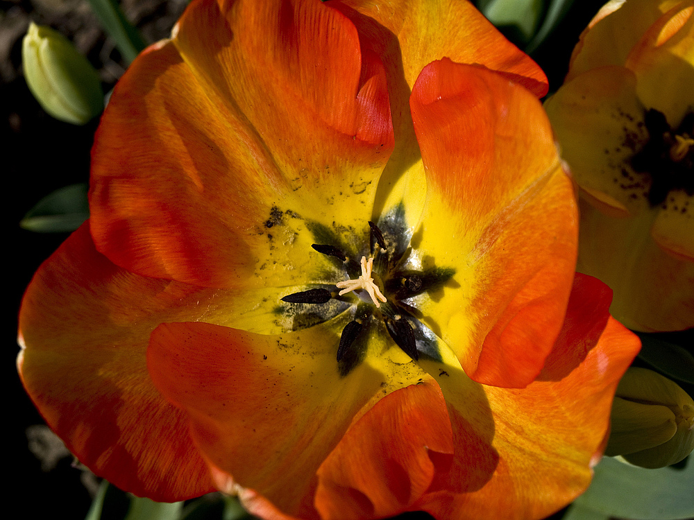 Cœur de tulipe…chez moi, fin mars  --  Tulpenherz…bei mir, Ende März