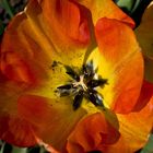 Cœur de tulipe…chez moi, fin mars  --  Tulpenherz…bei mir, Ende März