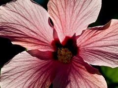 Cœur d’hibiscus  --  Hibiskusherz