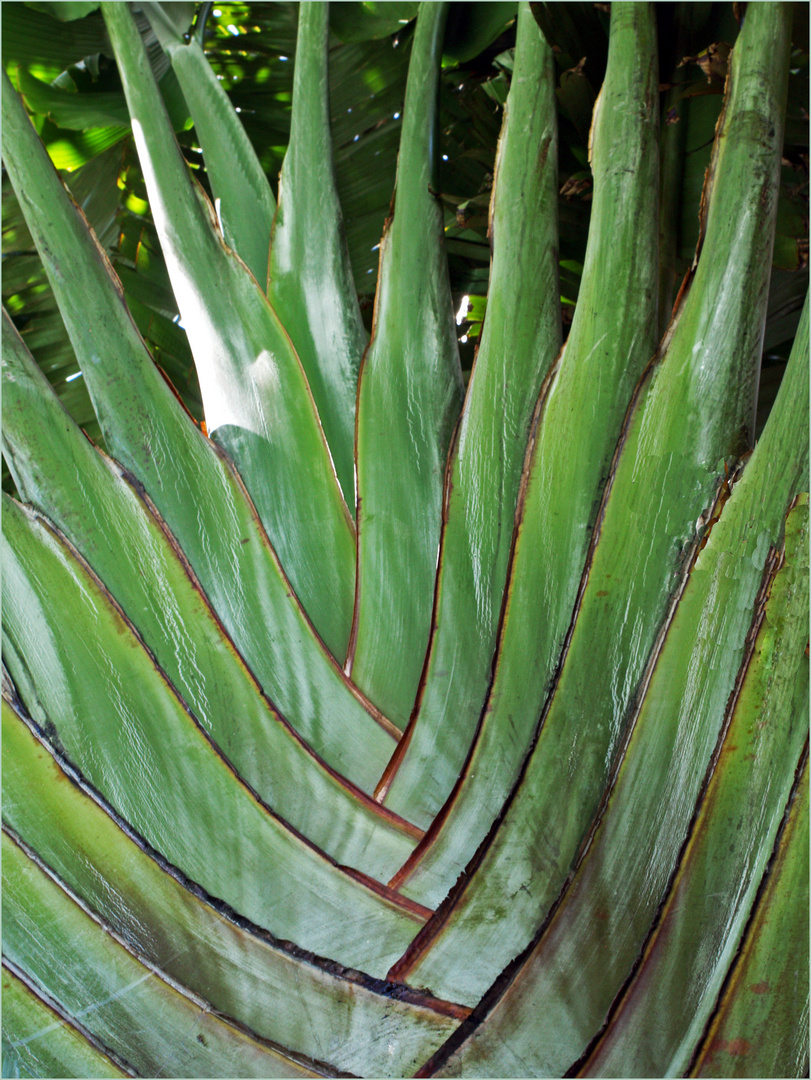 Cœur d’un arbre du voyageur - Ravenala Madagascariensis - Herzen eines Baumes des Reisenden