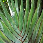 Cœur d’un arbre du voyageur - Ravenala Madagascariensis - Herzen eines Baumes des Reisenden