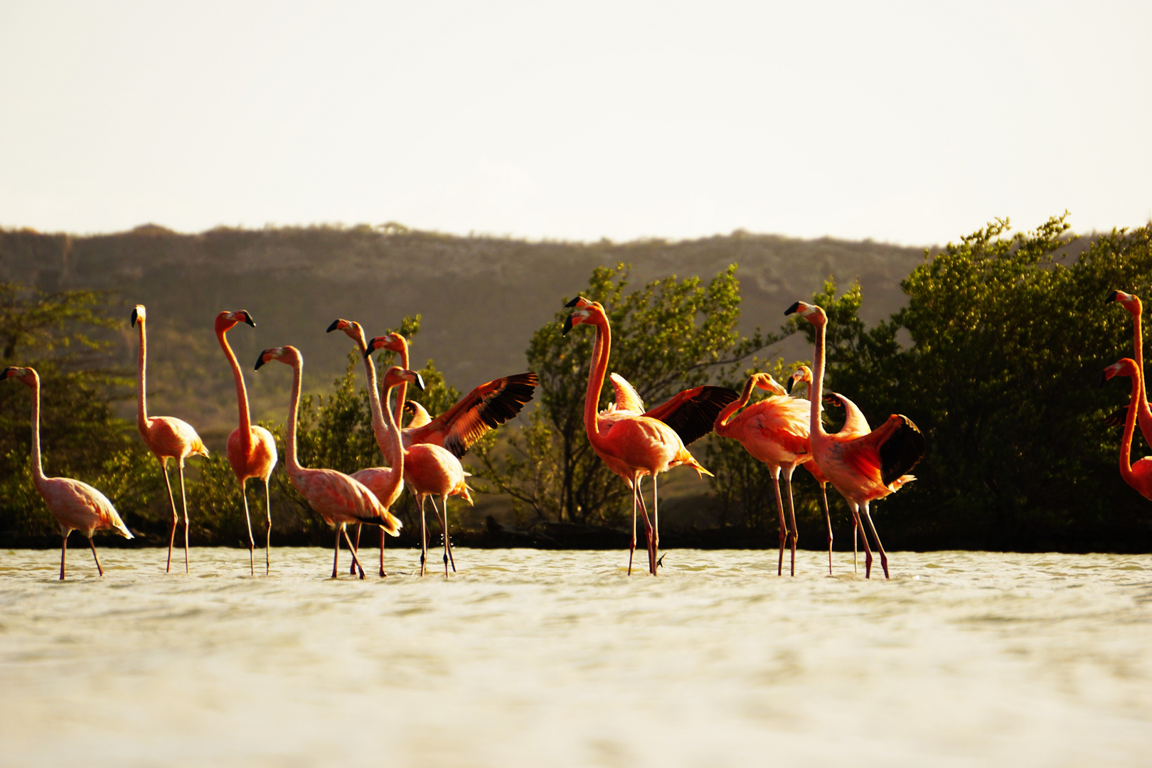 Curacao Flamingo