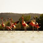 Curacao Flamingo