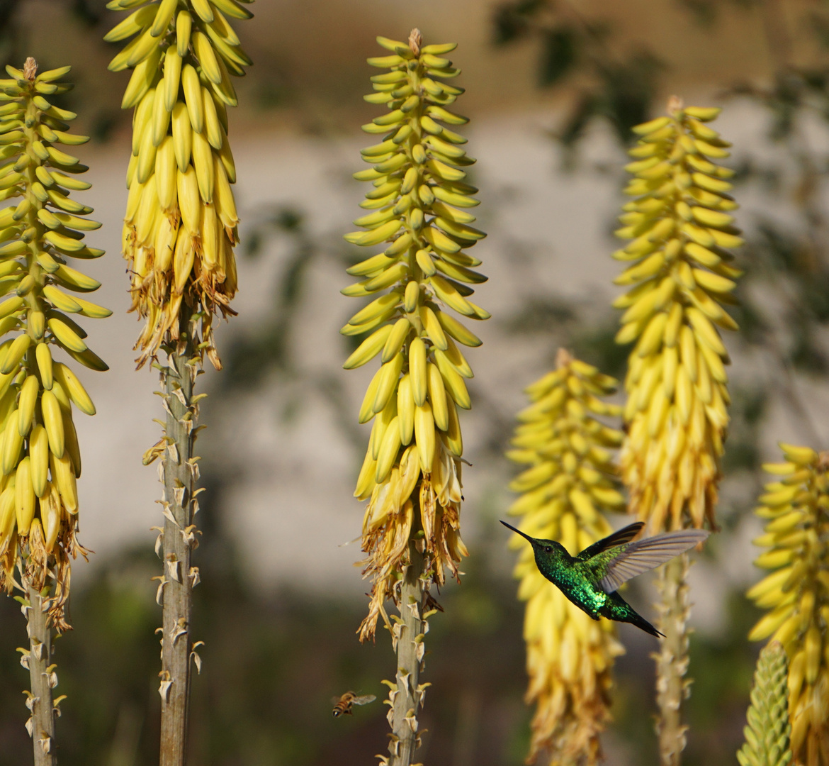 Curacao Kolibri