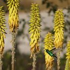 Curacao Kolibri