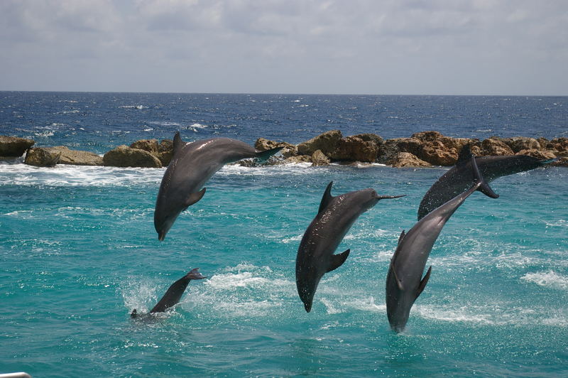 Curacao(see-aquarium)