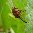 curculio