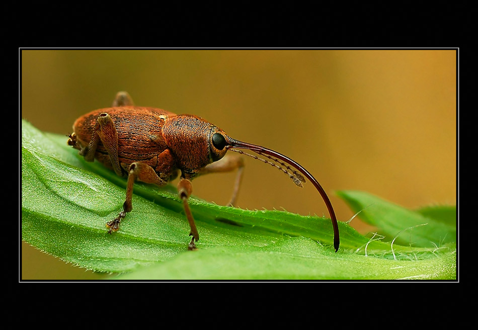 Curculio