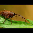 Curculio