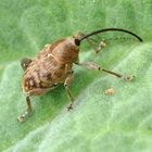 Curculio glandium