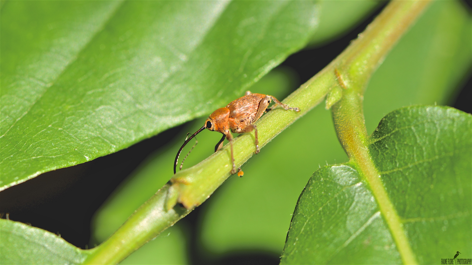 Curculio glandium