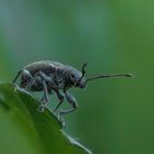 Curculio glandium